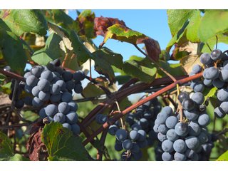 Grapes on farmland in Van Buren County, Michigan - LAND AUCTION - 300+/- ACRES SPECIALTY CROP - GRAPES AND HOPS - OFFERED IN 8 TRACTS IN VAN BUREN COUNTY, MICHIGAN